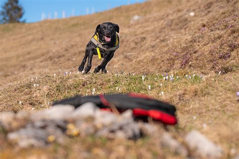 Trüffel Suchhunde bei der Arbeit