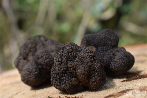 Trüffel als Edelpilz in der Natur