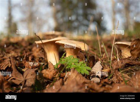 Trüffel auf dem Waldboden