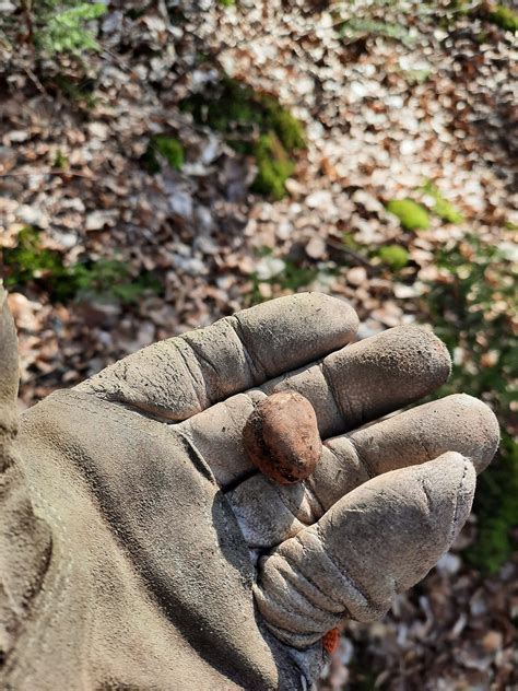 Trüffel im Wald - Haselnussbaum und Eiche