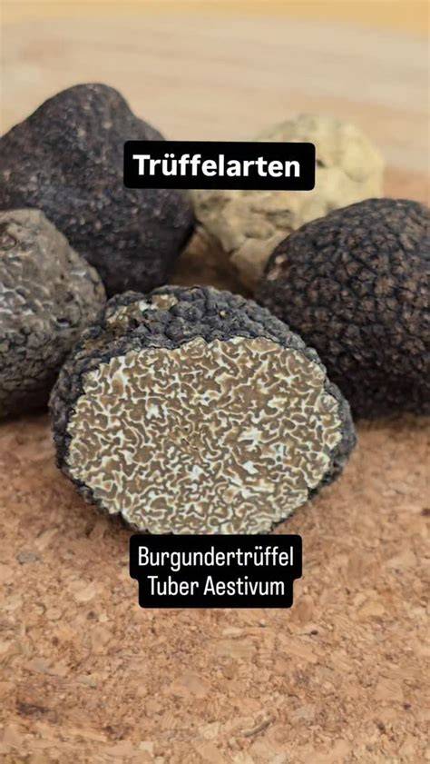 Trüffel und ihre Duftchemie