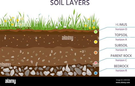Trüffelbaumplantage mit Eichen und Bodenstruktur