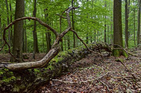 Trüffelbiotop: Kalkhaltiger Laubwald