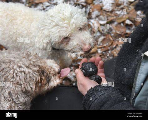 Trüffelhündin Frida und TEMPI bei der Suche auf der Plantage