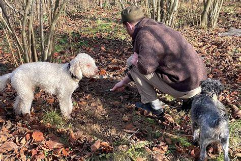 Trüffelhunde bei der Suche im Eifelwald