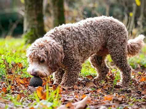 Trüffelhunde bei der Suche im Wald