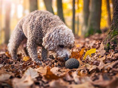 Trüffelhunde im Einsatz bei der Suche in den Wäldern Istriens