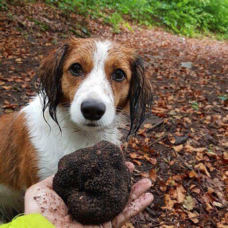 Trüffeljäger mit Hund nach erfolgreicher Suche im Motovun-Wald