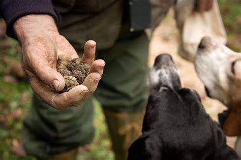 Trüffeljagd mit Hund, traditionelle Techniken