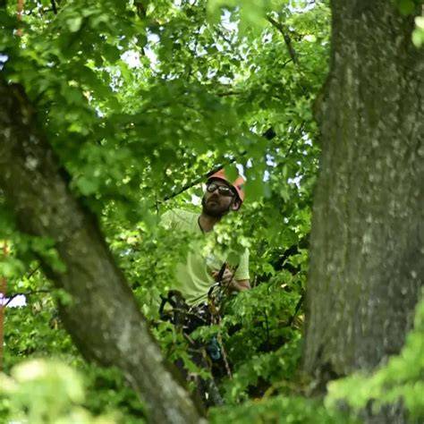 Trüffelplantage: Fachgerechte Pflege der Bäume