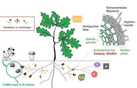 Trüffelplantage: Symbiose mit Bäumen und Kultivierungsverfahren
