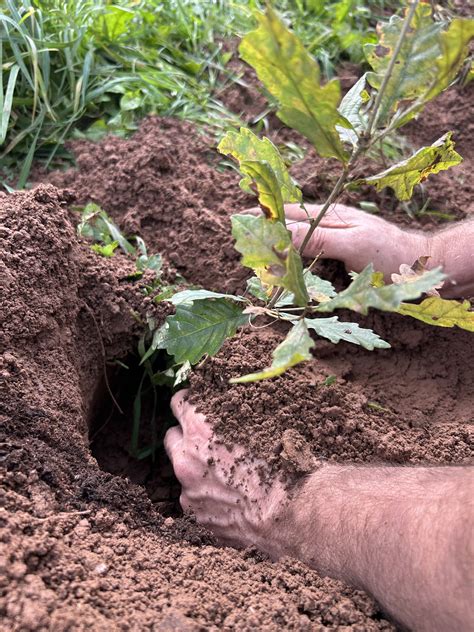 Trüffelplantage / Truffière mit jungen Eichen