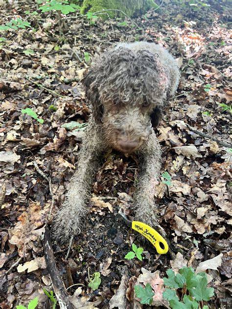 Trüffelplantage mit Eichen und Trüffelhunden
