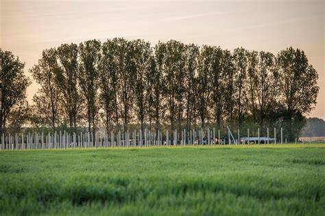 Trüffelplantage mit geimpften jungen Bäumen in Franken