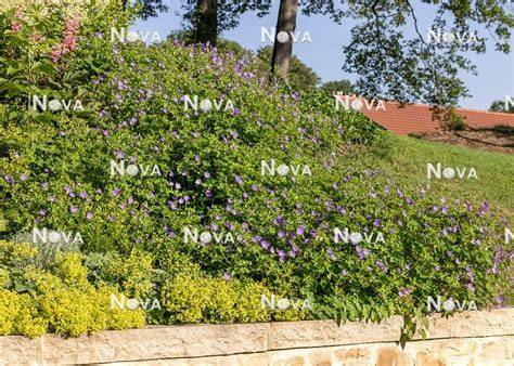 Trüffelplantage mit verschiedenen Laubgehölzen