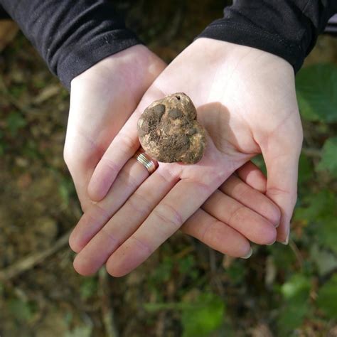 Trüffelsuche in istrischen Wäldern