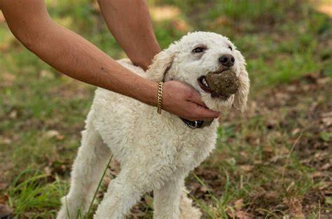 Trüffelsuche mit Hund: Bild eines Trüffelsuchers und Hundes im Wald