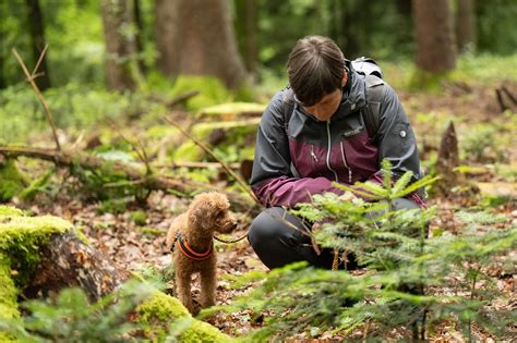 Trüffelsuche mit Hund im Wald