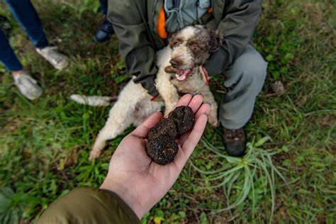 Trüffelsuche mit Hund in Spanien