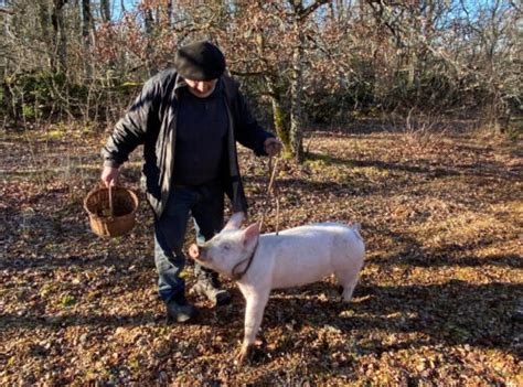 Trüffelsuche mit Hund und Schwein, Trüffel und Eichelblatt