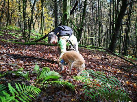 Trüffelsuche mit Hund und Trifulau im Wald