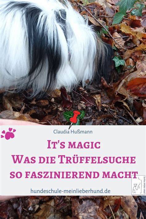 Trüffelsuche mit Hunde und Schweinen; Erntereife und rechtliche Hinweise