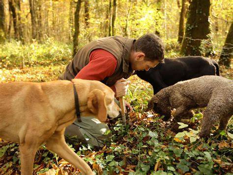 Trüffelsuche mit Hunden im Wald und Auswahl der Knollen