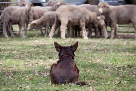 Trüffelsuchende Hunde im Einsatz im istrischen Wald
