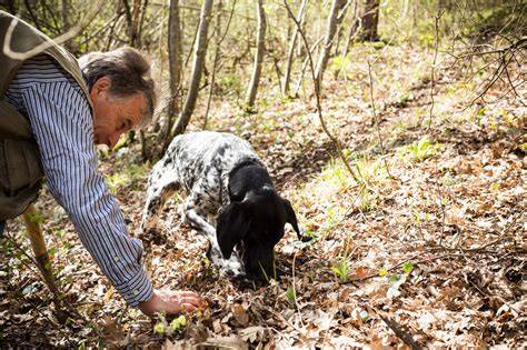 Trüffelsucher im Wald