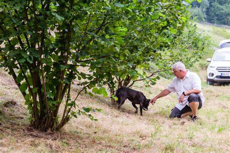 Trüffelsucher mit Hund bei der Arbeit in den istrischen Wäldern