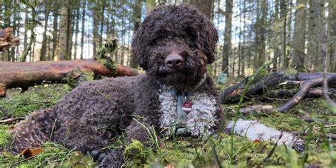 Trüffelsucher mit Suchhund im Wald