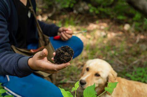 Trüffelsucher mit Trüffelhund im Wald