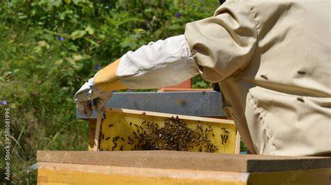 Traditionelle Bienenzucht und moderne Honiggewinnung (Foto)