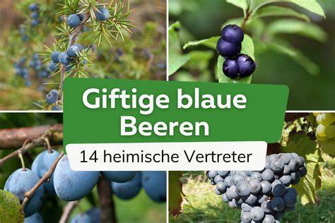 Traditionelle Sanddornernte an der Ostsee (mit Dornen und Beeren)