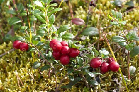 Traditionelle Verwendung von Preiselbeeren in Mitteleuropa