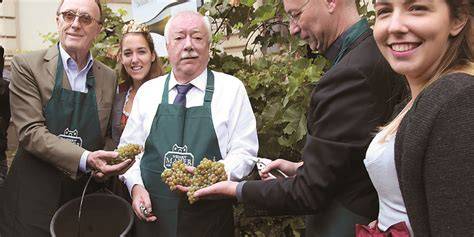 Traditionelle Weinlese im Weingarten