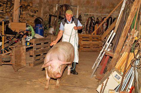 Traditionelle spanische Schweineschlachtung und Wurstherstellung auf einem Wochenmarkt