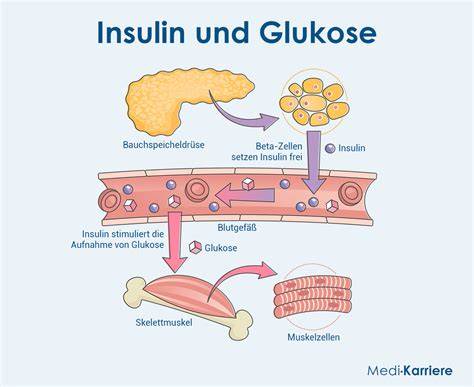 Transport von Glukose und Insulin im Blutkreislauf
