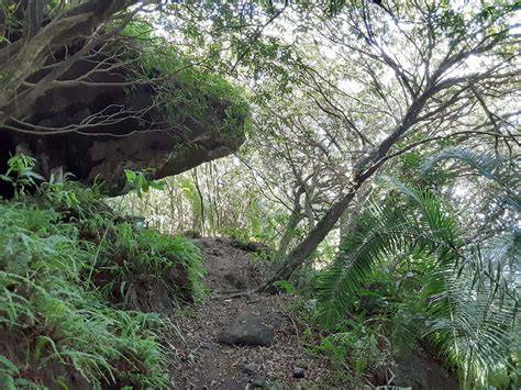 Transportwege von Honig von Pitcairn nach Neuseeland