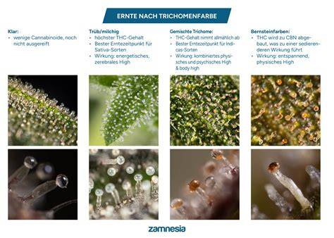 Trichome in verschiedenen Reifestadien - transparent, milchig, bernstein