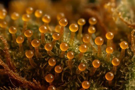 Trichome unter Lupe: milchig vs. bernsteinfarben