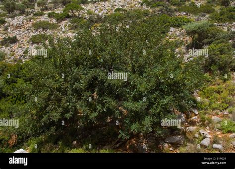 Trockenresistenter Johannisbrotbaum in mediterraner Landschaft