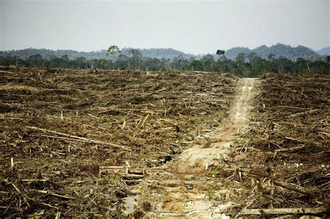 Tropische Wälder und Palmölplantagen - Umweltproblematik