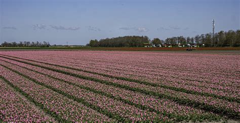 Tulpenanbau regional versus Monokultur Niederlande
