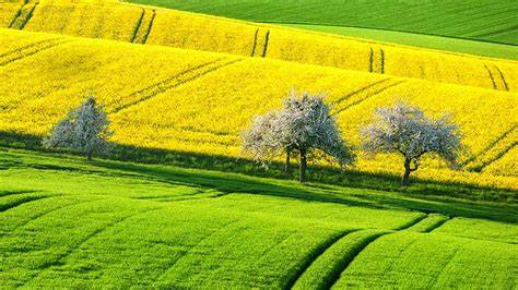 Typische Rapsfelder im Frühling