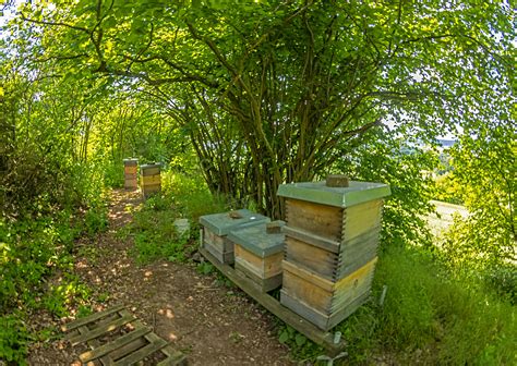 Typischer Standort für Bio-Bienenstöcke in ökologisch bewirtschafteter Landschaft