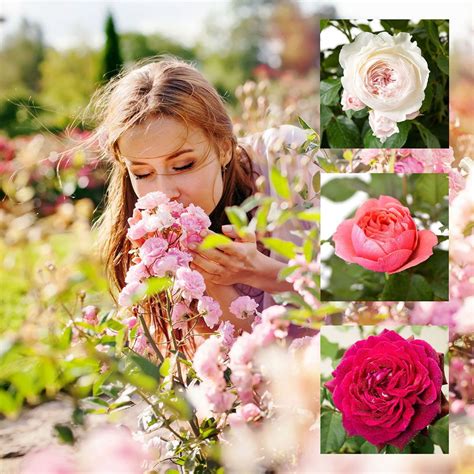 Unbehandelte Duftrosen aus eigenem Garten