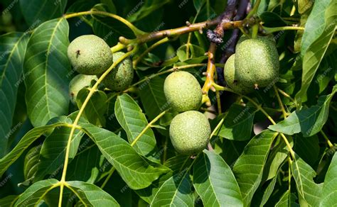 Unreife Walnüsse direkt vom Baum geerntet