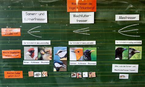 Unterschiede Körnerfresser und Weichfresser (Infografik)