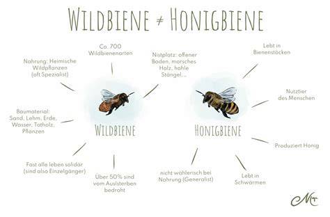 Unterschiede zwischen Honigbiene und Wildbiene